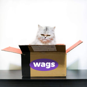 White Persian Cat Sitting In Wags Box with Serious Face