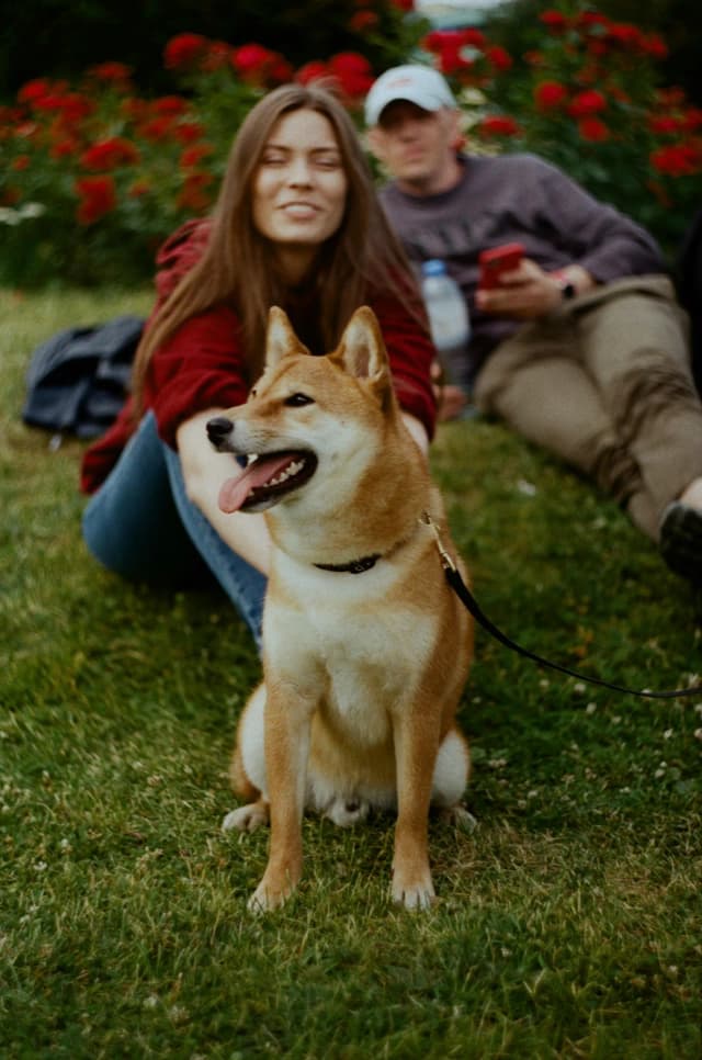 Two dogs playing together at a park meetup