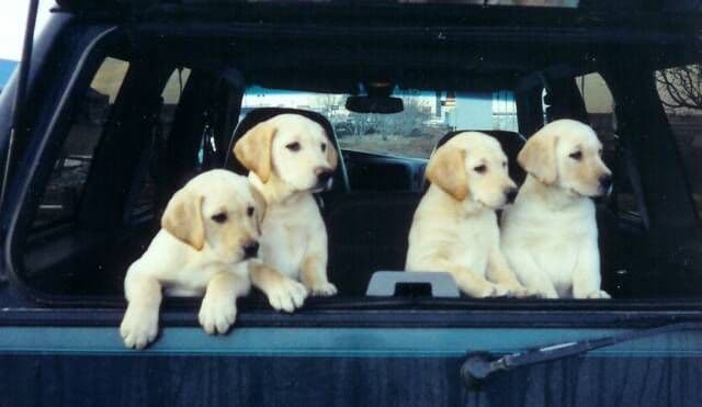 Labrador Retriever Puppies breeder image 3