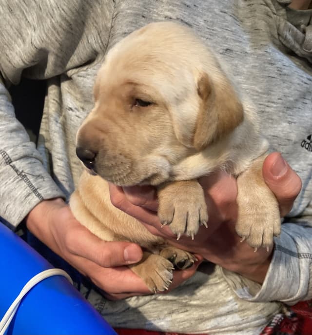 Labrador Retriever Puppies media 2