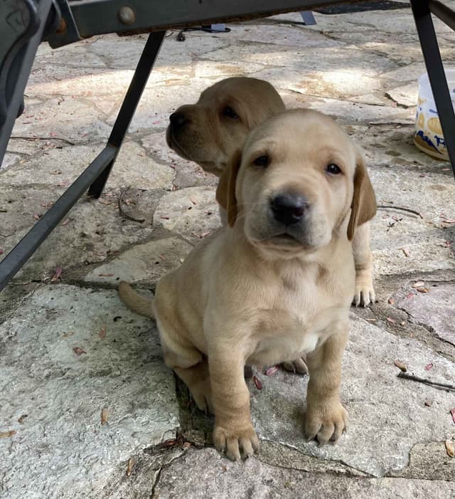 Labrador Retriever Puppies media 3
