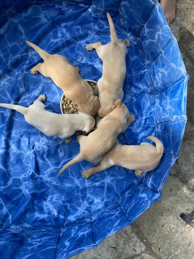 Labrador Retriever Puppies media 4