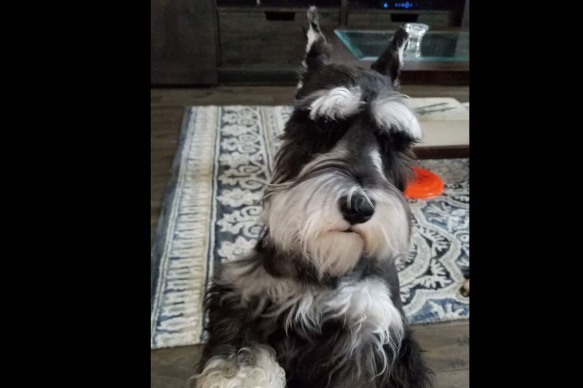Miniature Schnauzer Puppies breeder image 3