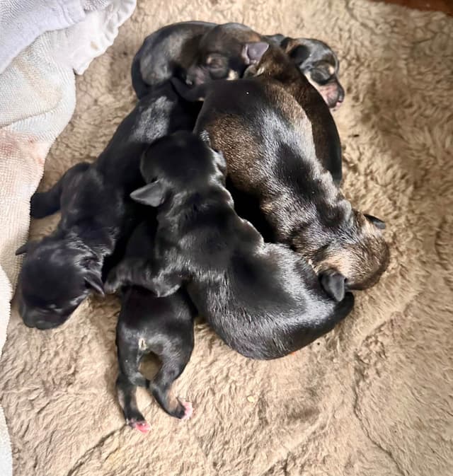 Miniature Schnauzer Puppies media 3