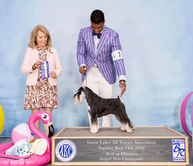 Miniature Schnauzer Puppies media 4