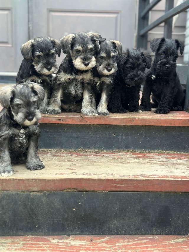 Miniature Schnauzer Puppies media 5