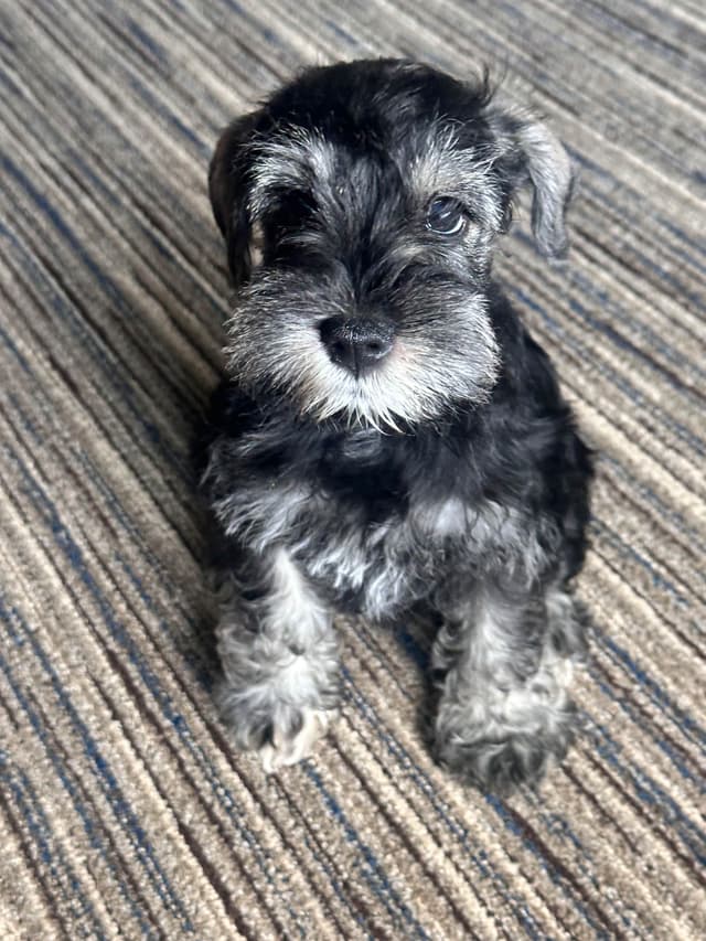 Miniature Schnauzer Puppies media 6