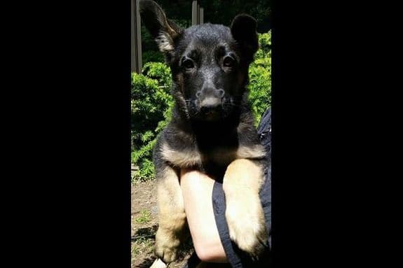 German Shepherd Dog Puppies breeder image 2