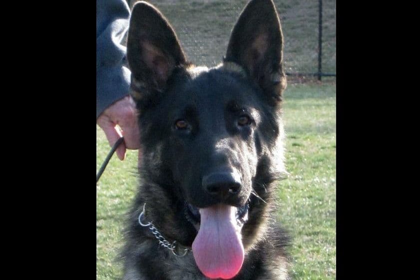 German Shepherd Dog Puppies breeder image 3