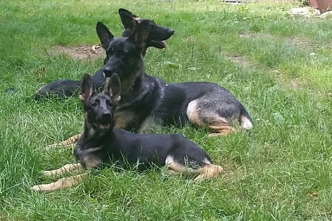 German Shepherd Dog Puppies breeder image 4