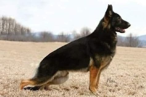 German Shepherd Dog Puppies breeder image 1