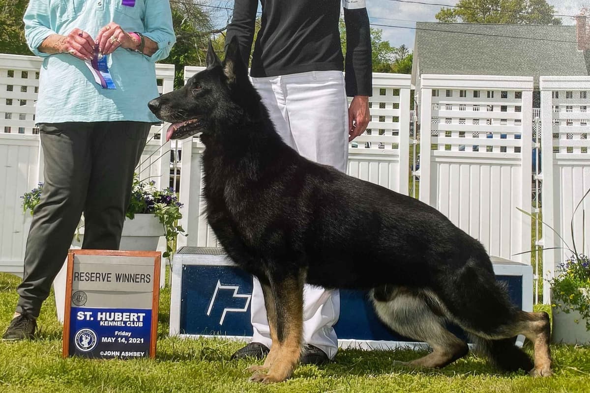 German Shepherd Dog Puppies breeder image 7