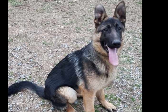 German Shepherd Dog Puppies breeder image 8