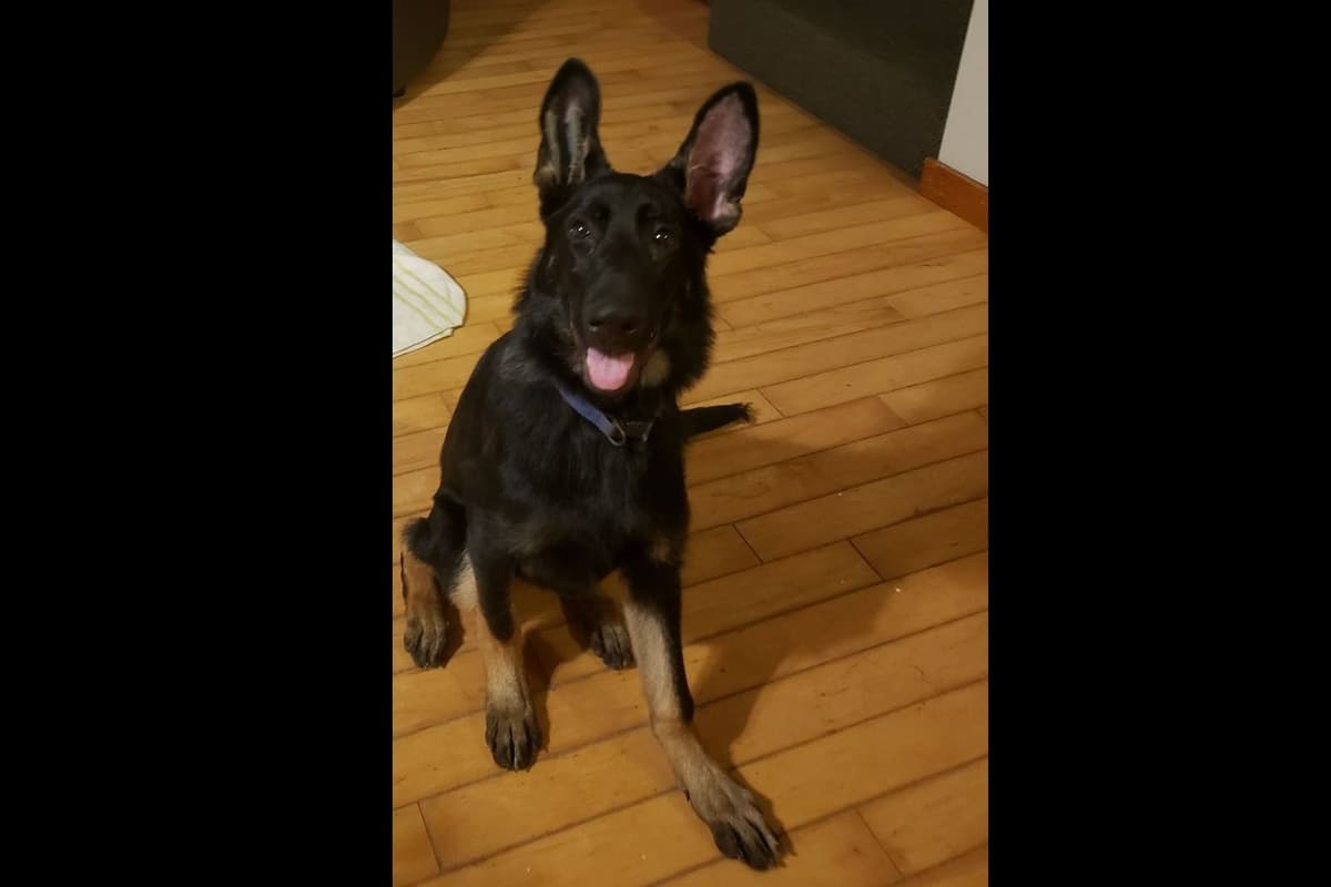 German Shepherd Dog Puppies breeder image 10