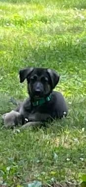 German Shepherd Dog Puppies breeder image 11