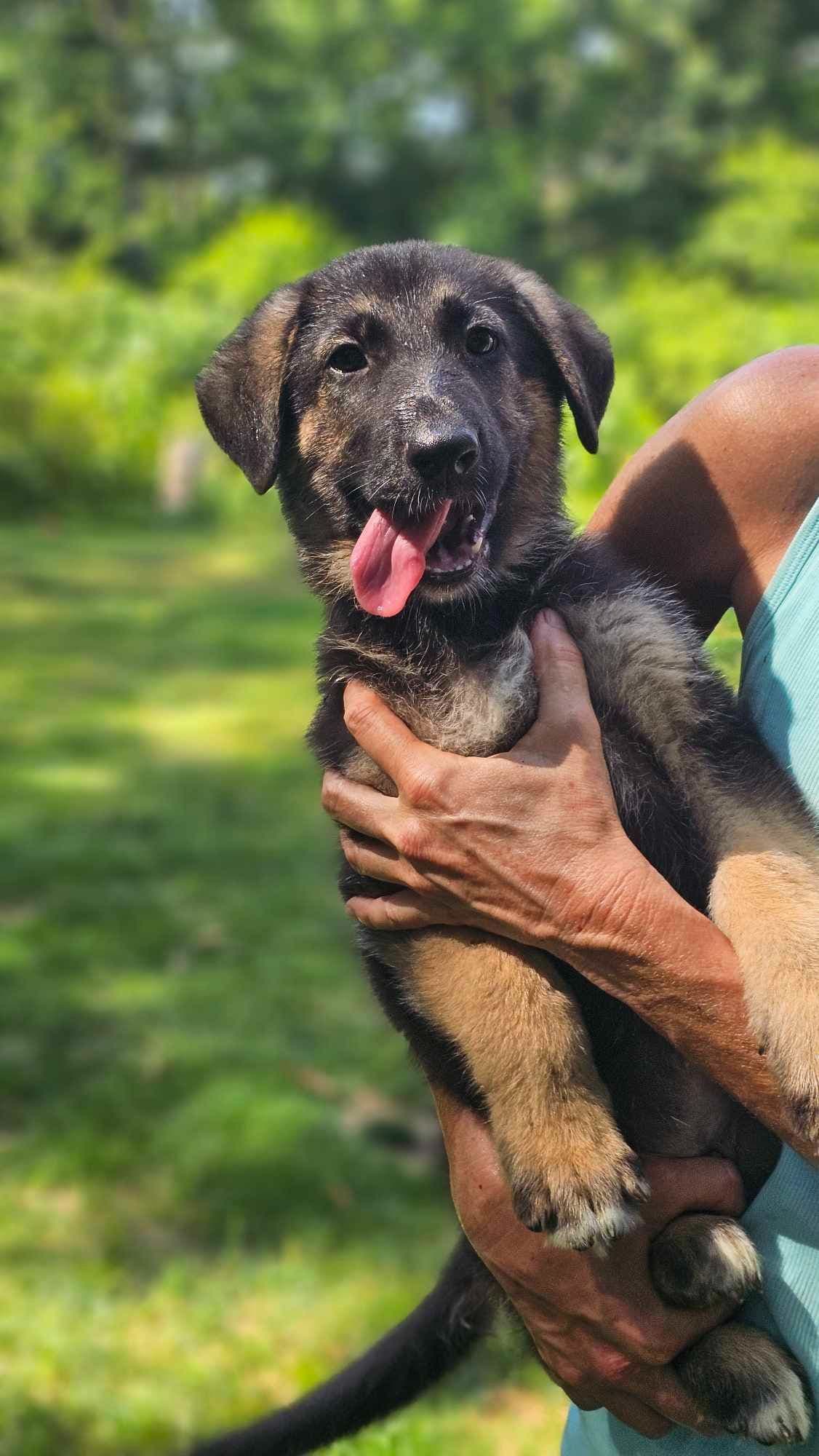German Shepherd Dog Puppies breeder image 13