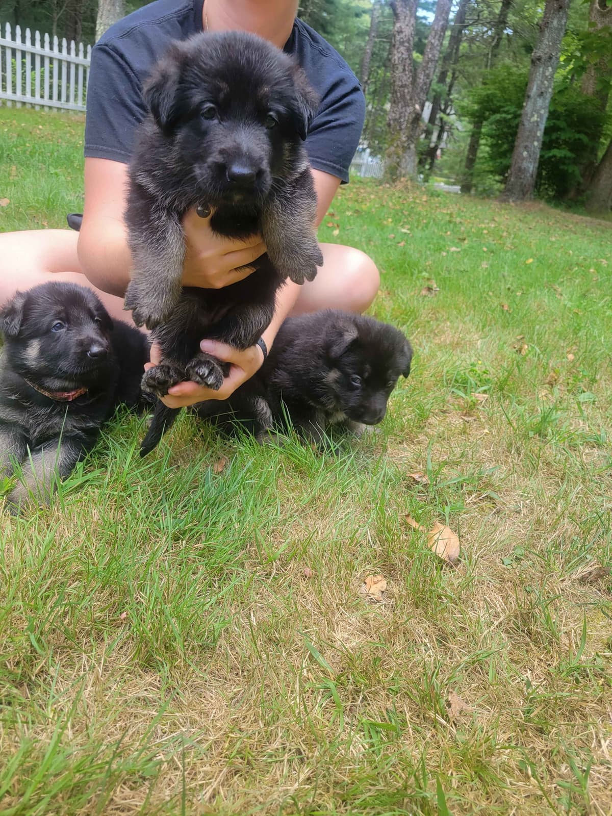 German Shepherd Dog Puppies breeder image 14