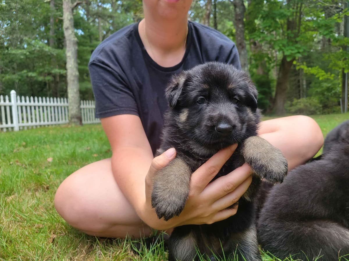 German Shepherd Dog Puppies breeder image 15