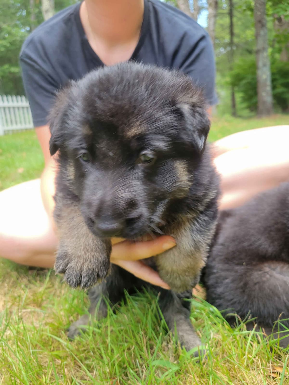 German Shepherd Dog Puppies breeder image 16