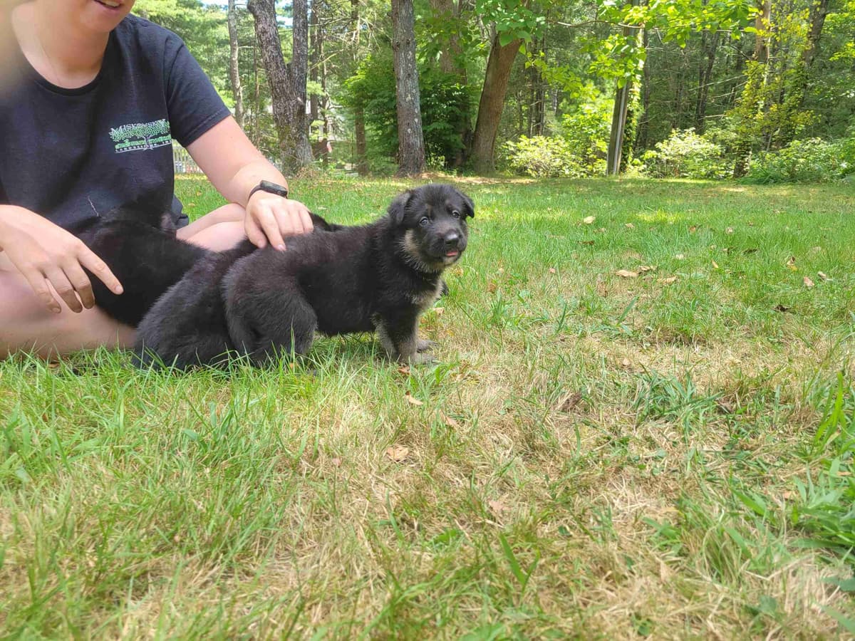 German Shepherd Dog Puppies breeder image 17