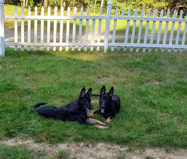 German Shepherd Dog Puppies media 6