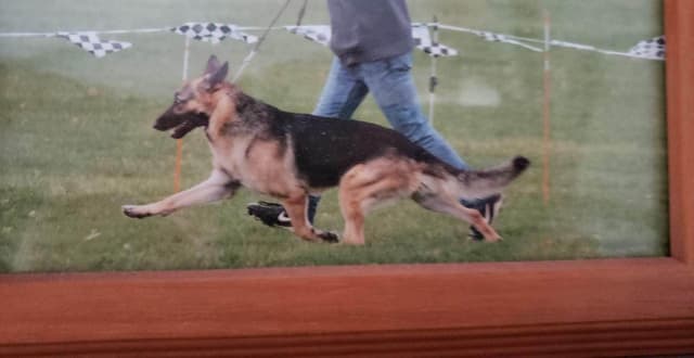 German Shepherd Dog Puppies media 8