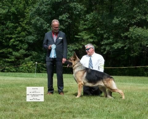 German Shepherd Dog Puppies media 7