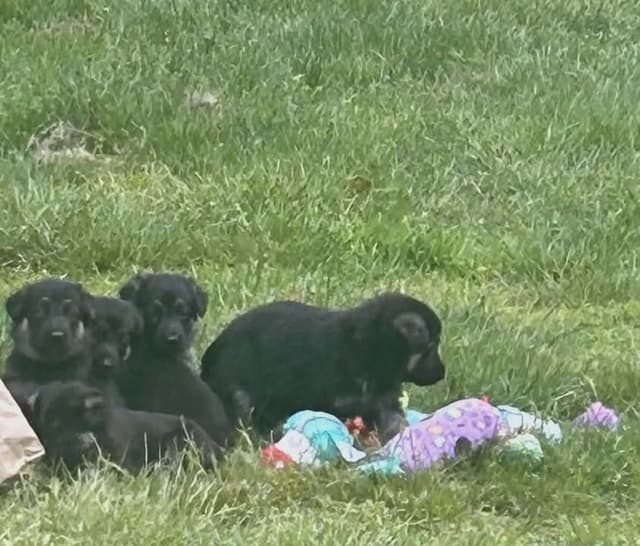 German Shepherd Dog Puppies media 2