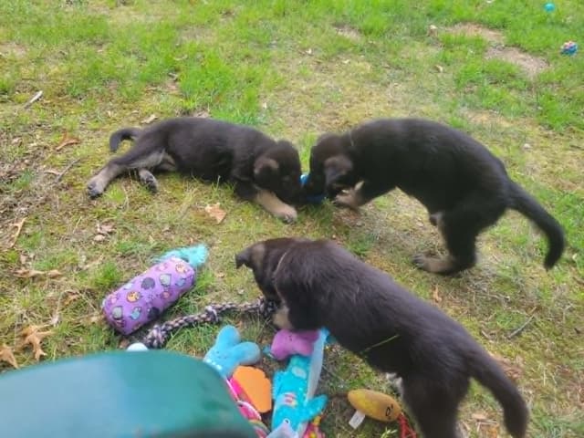 German Shepherd Dog Puppies media 3