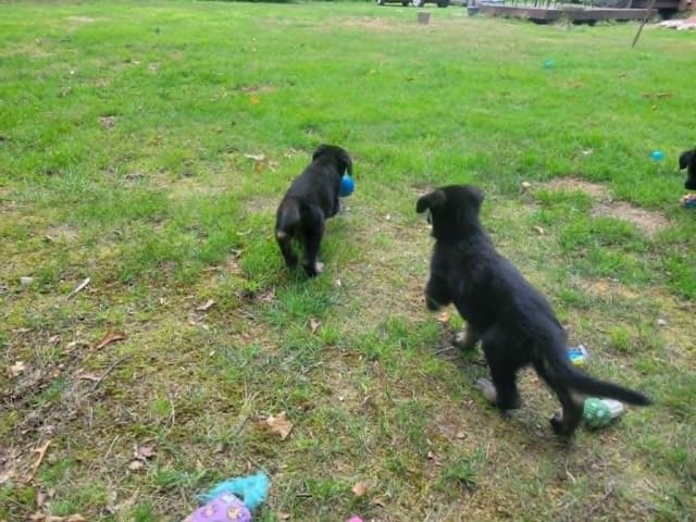 German Shepherd Dog Puppies media 4