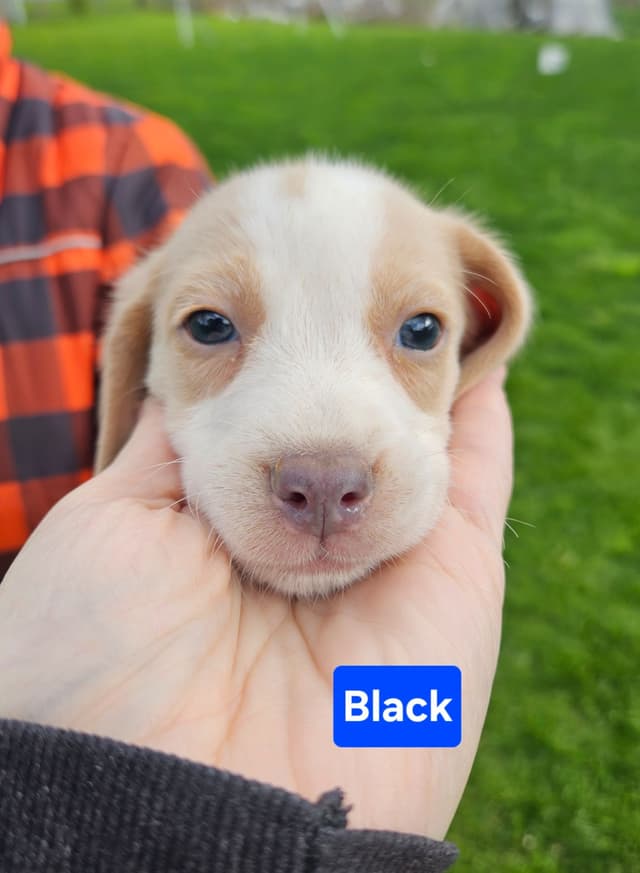 Beagle Puppies Rare Colors media 2