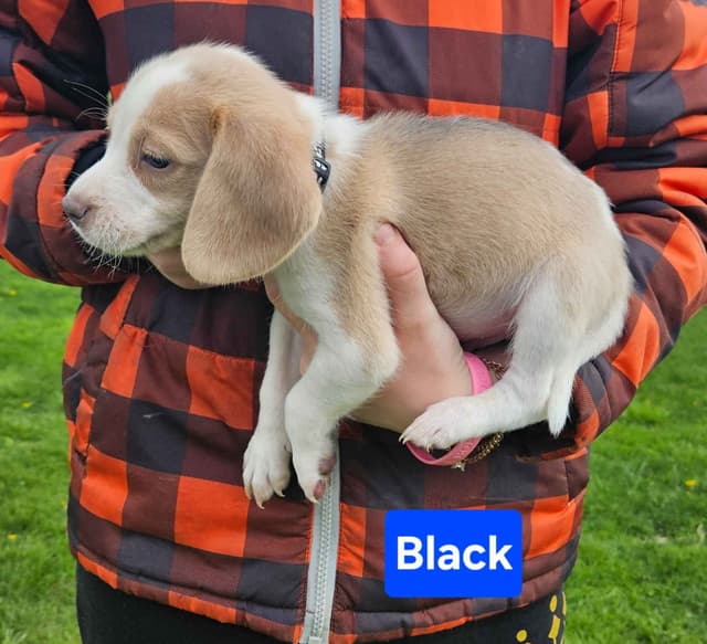 Beagle Puppies Rare Colors media 3