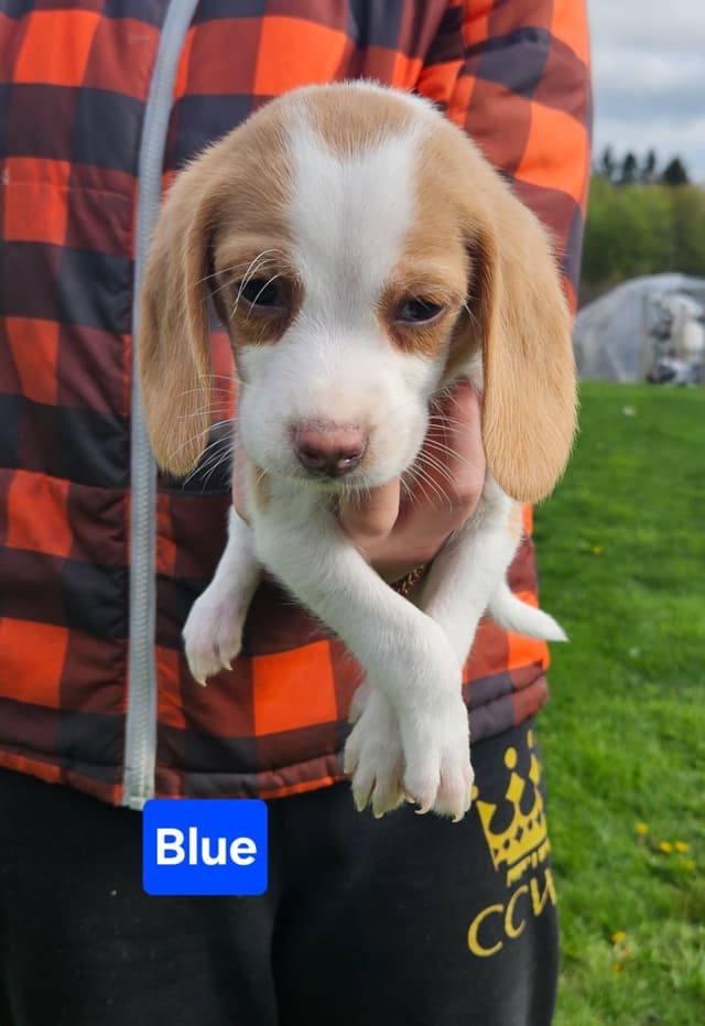 Beagle Puppies Rare Colors media 4
