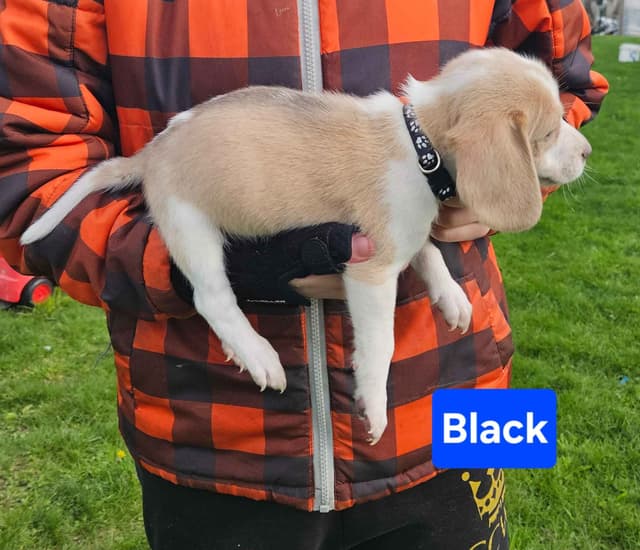 Beagle Puppies Rare Colors media 5