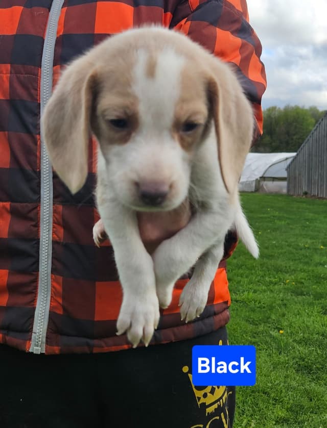 Beagle Puppies Rare Colors media 6