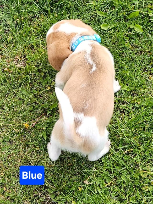 Beagle Puppies Rare Colors media 7