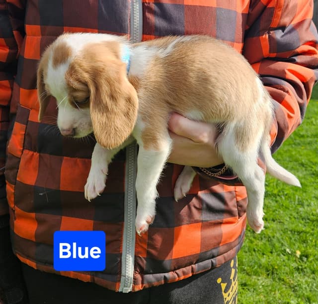 Beagle Puppies Rare Colors media 9