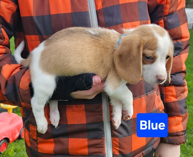 Beagle Puppies Rare Colors media 10