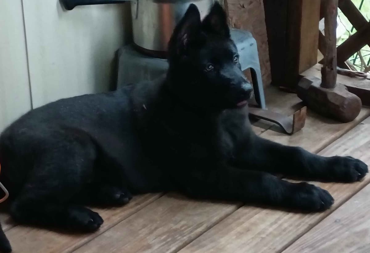 REDUCED!! German Shepherd Dog Puppies breeder image 1
