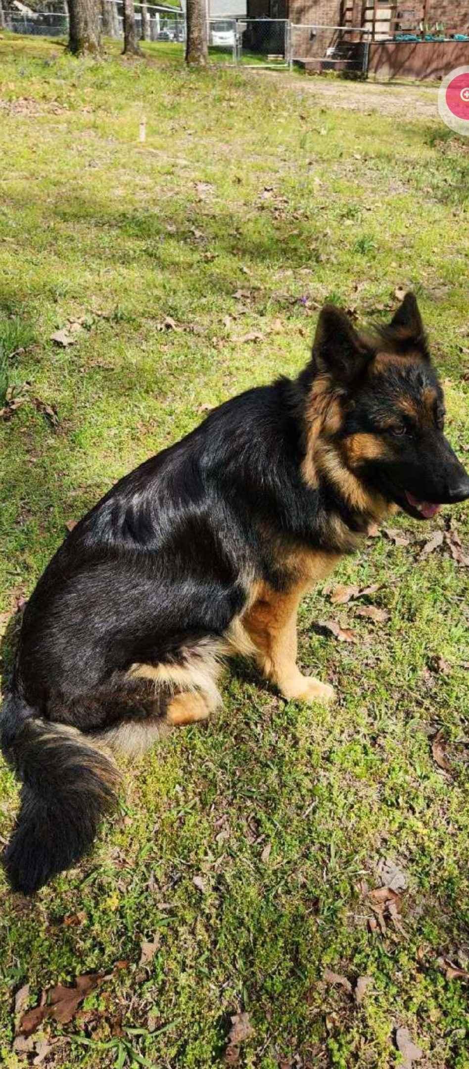 REDUCED!! German Shepherd Dog Puppies breeder image 3