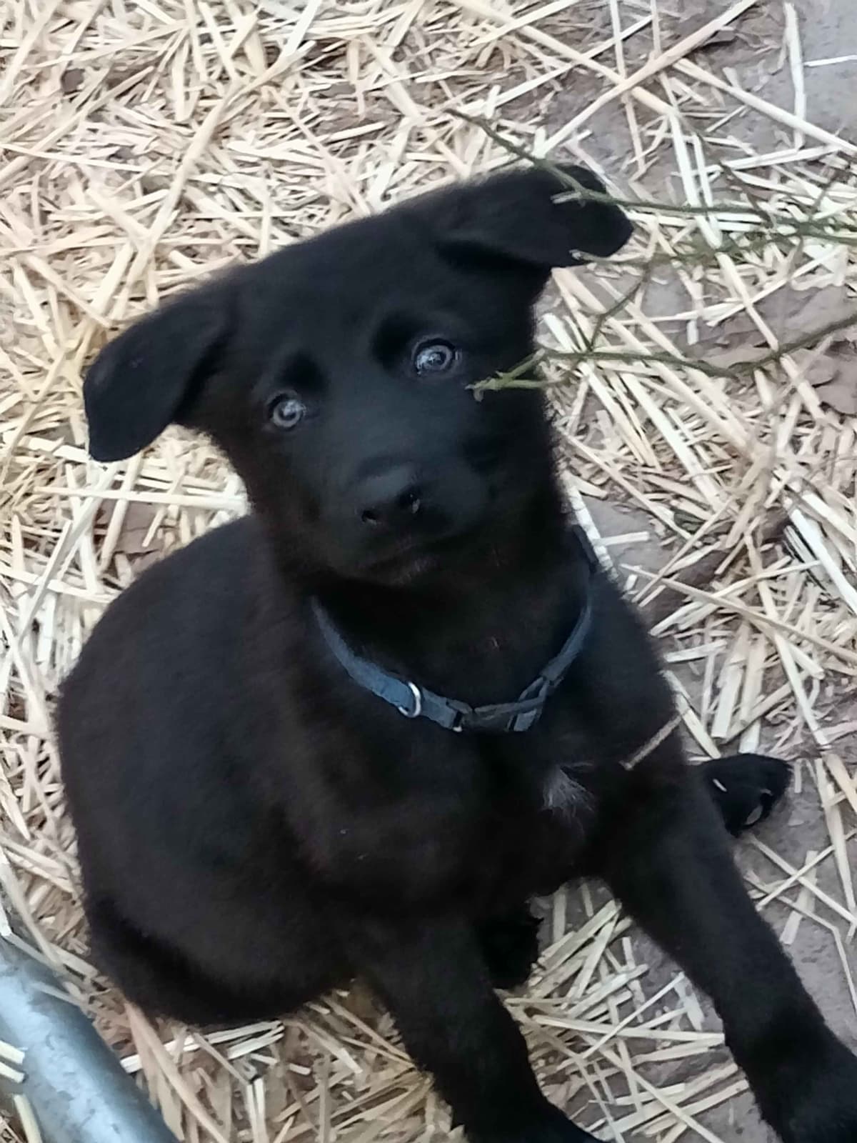 REDUCED!! German Shepherd Dog Puppies breeder image 4