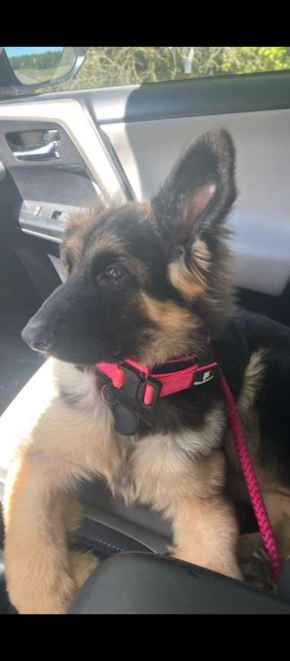 REDUCED!! German Shepherd Dog Puppies breeder image 5