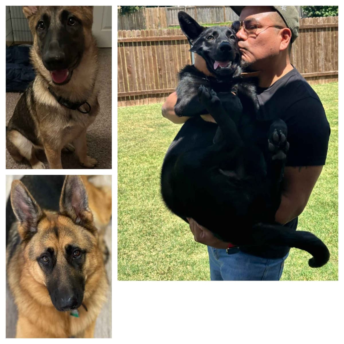 REDUCED!! German Shepherd Dog Puppies breeder image 6
