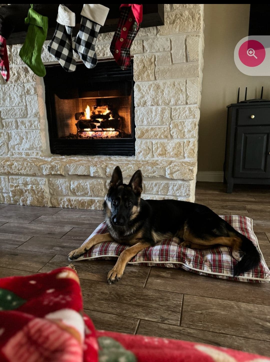 REDUCED!! German Shepherd Dog Puppies breeder image 8