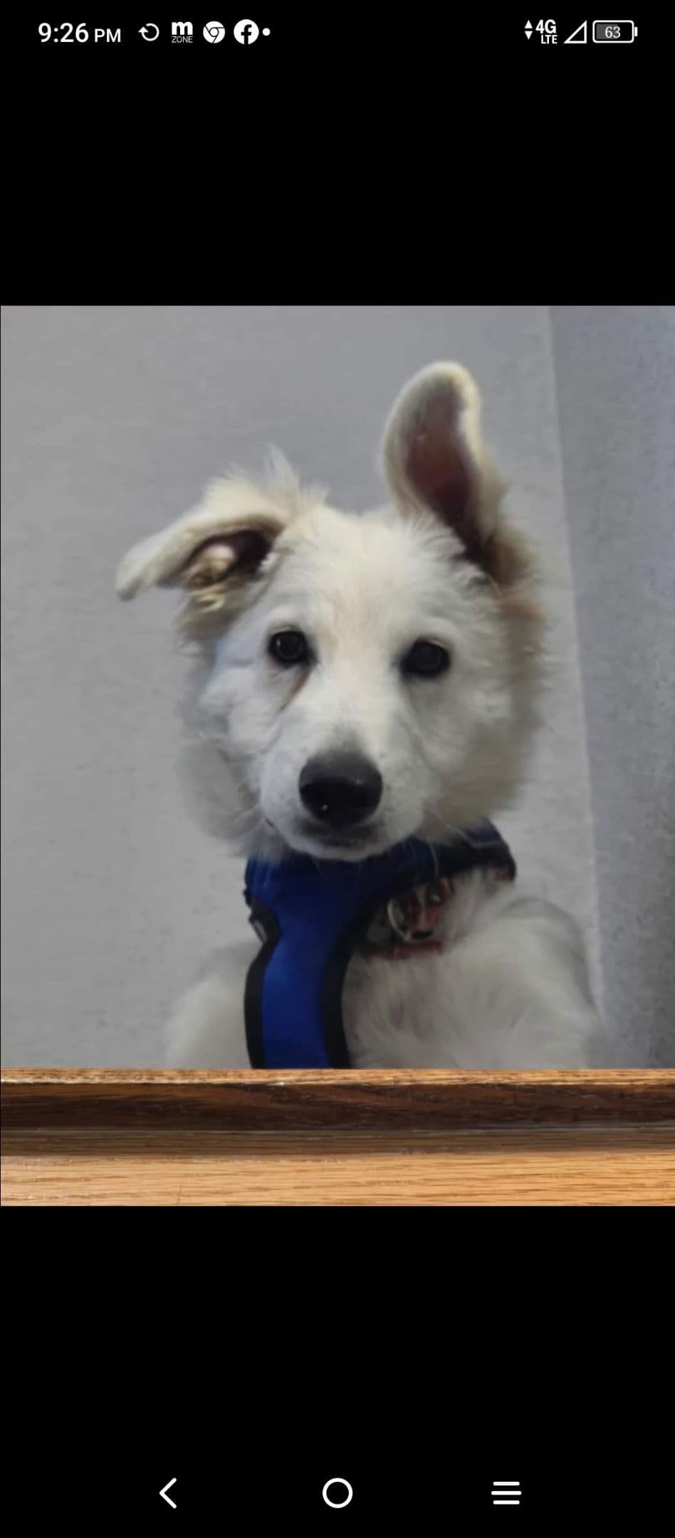 REDUCED!! German Shepherd Dog Puppies breeder image 9