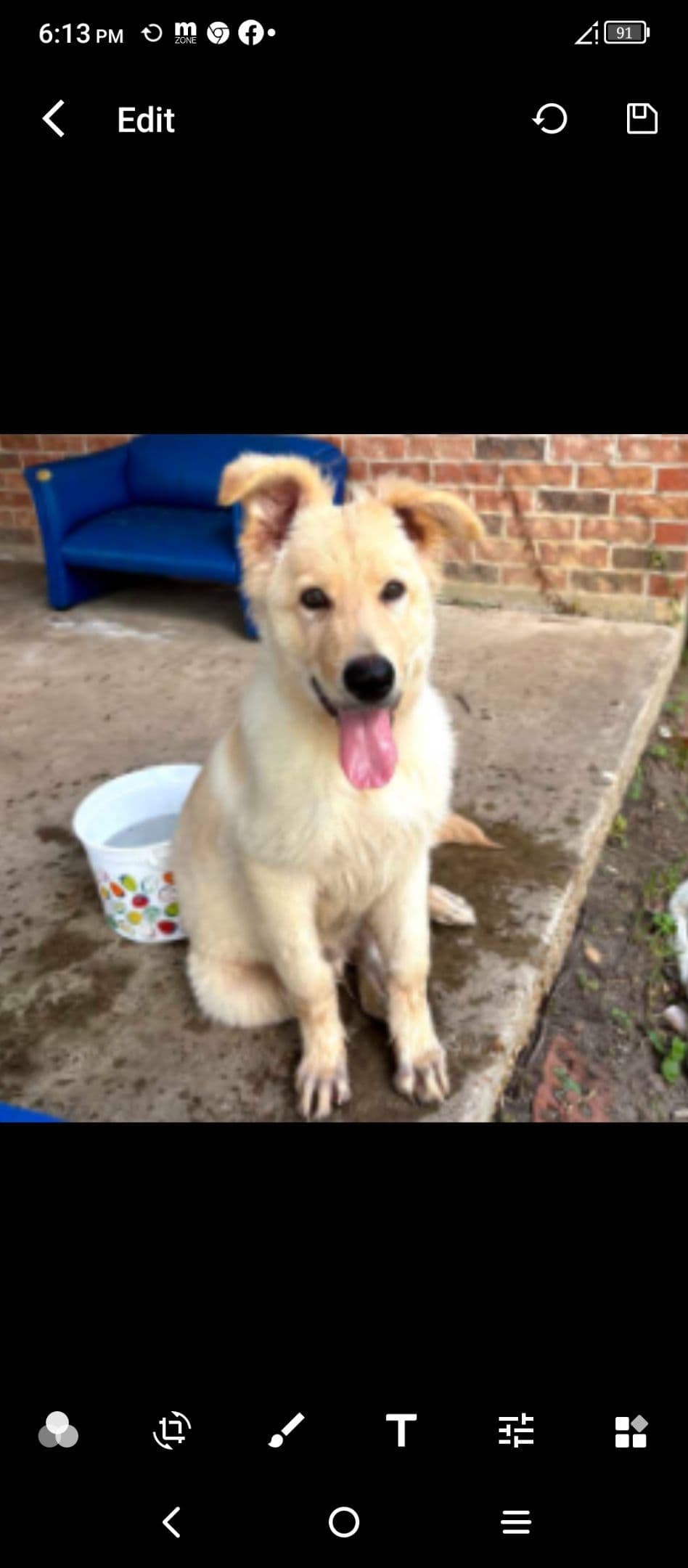 REDUCED!! German Shepherd Dog Puppies breeder image 14