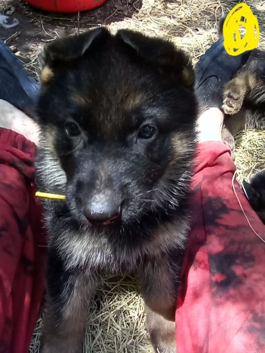 REDUCED!! German Shepherd Dog Puppies breeder image 16