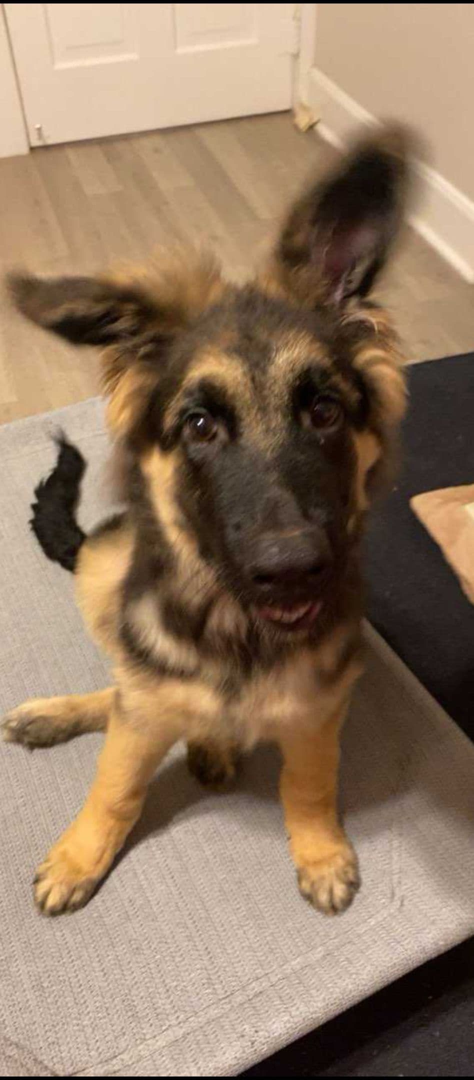 REDUCED!! German Shepherd Dog Puppies breeder image 18