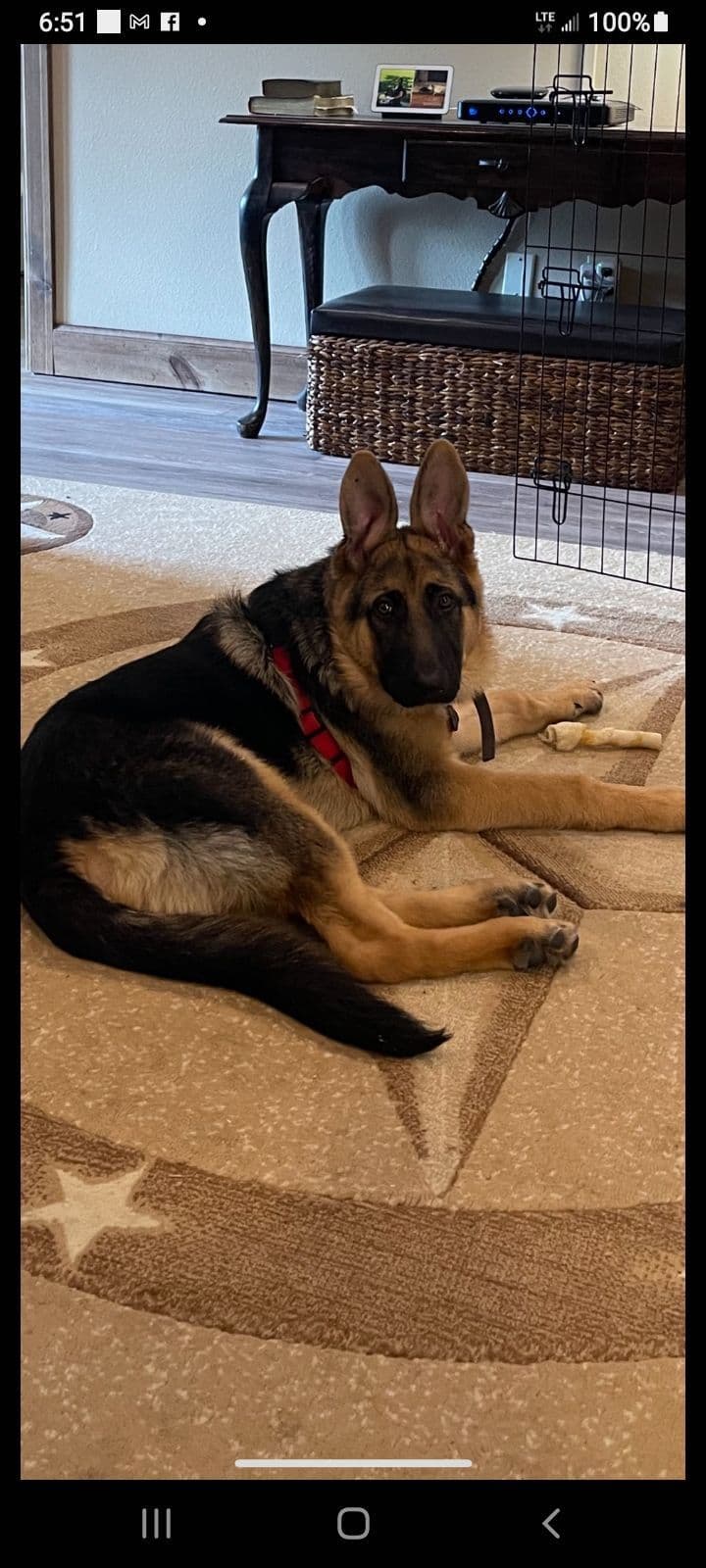 REDUCED!! German Shepherd Dog Puppies breeder image 19
