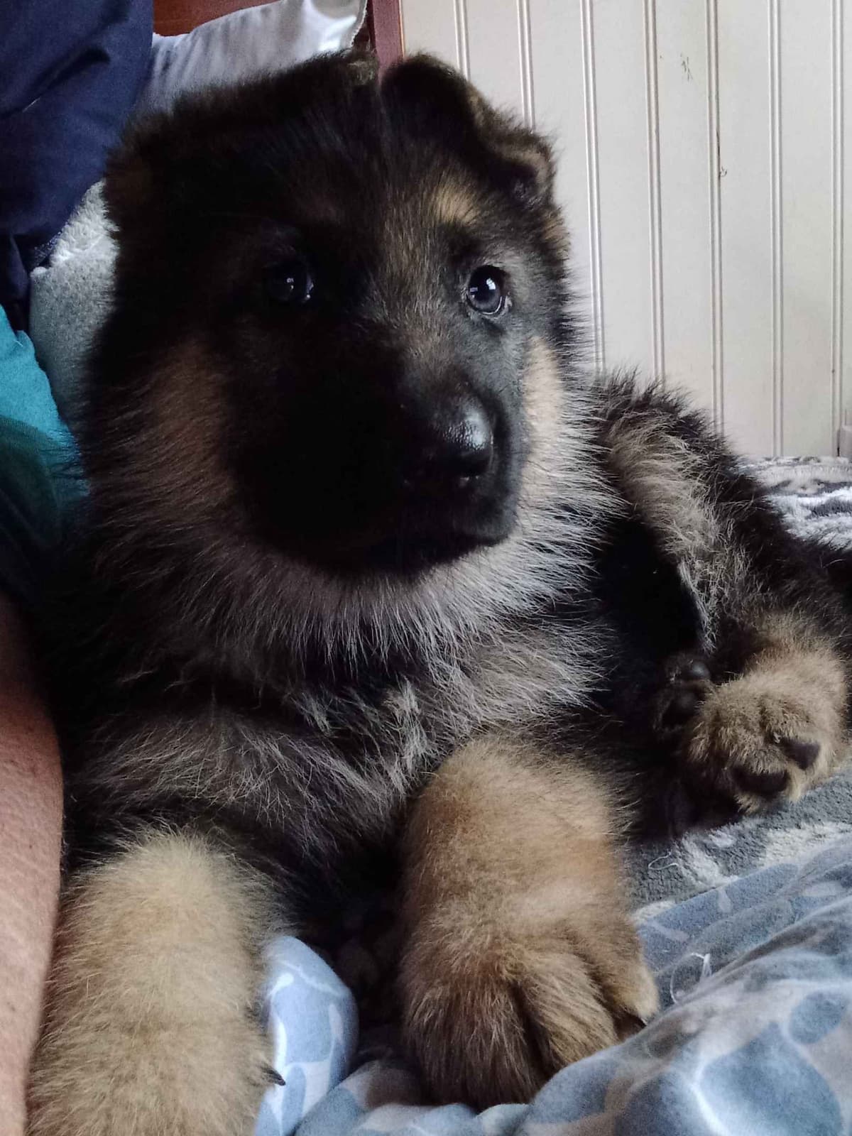 REDUCED!! German Shepherd Dog Puppies breeder image 20